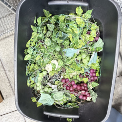 Lot 257: Artificial Grape Vine with lights