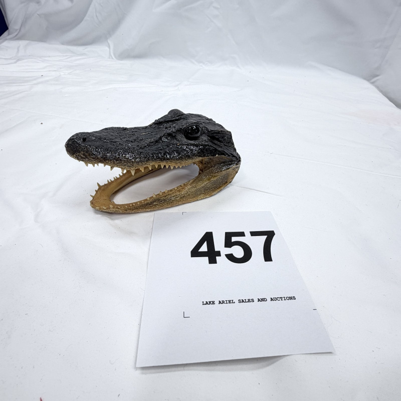 Lot 457: Taxidermy juvenile alligator head mount, real skull and teeth with resin/painted finish